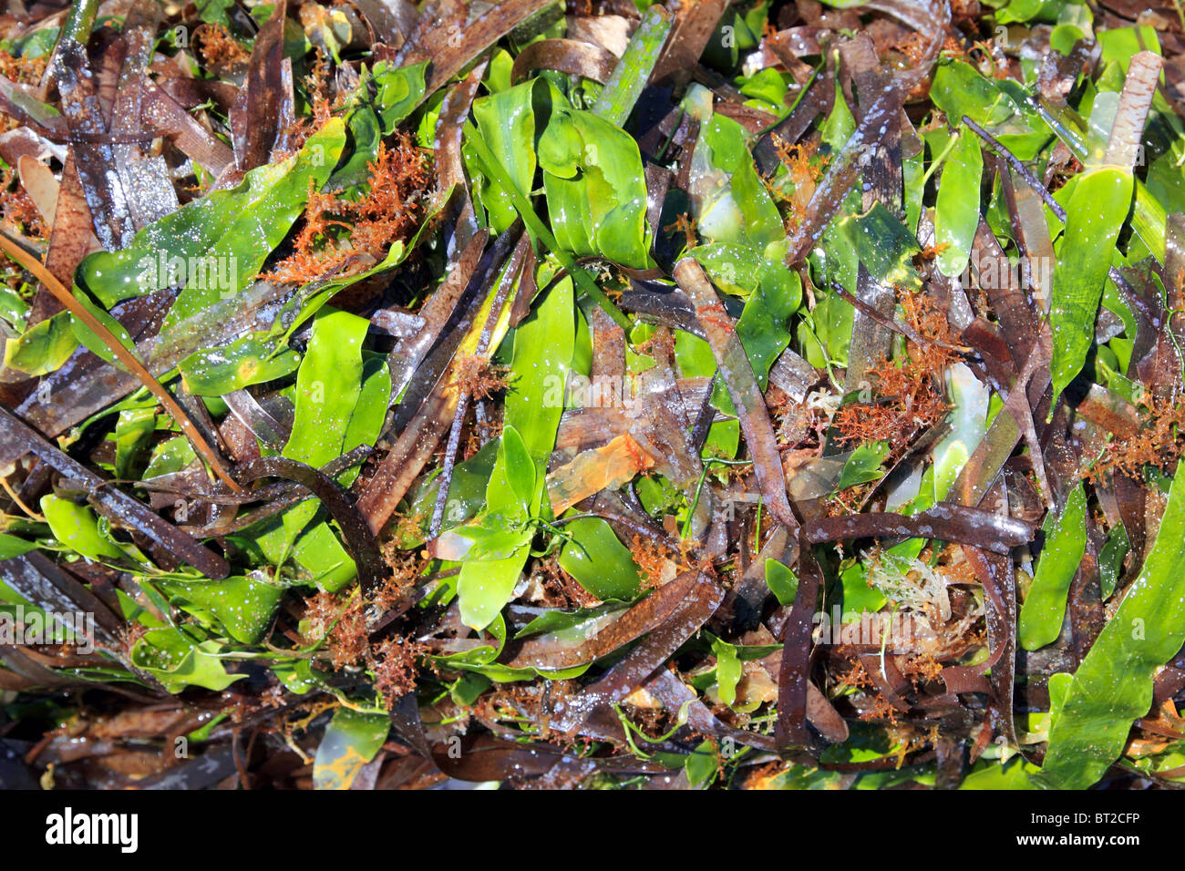 Le alghe le alghe posidonia oceanica essiccato e verde in riva del Mediterraneo Foto Stock