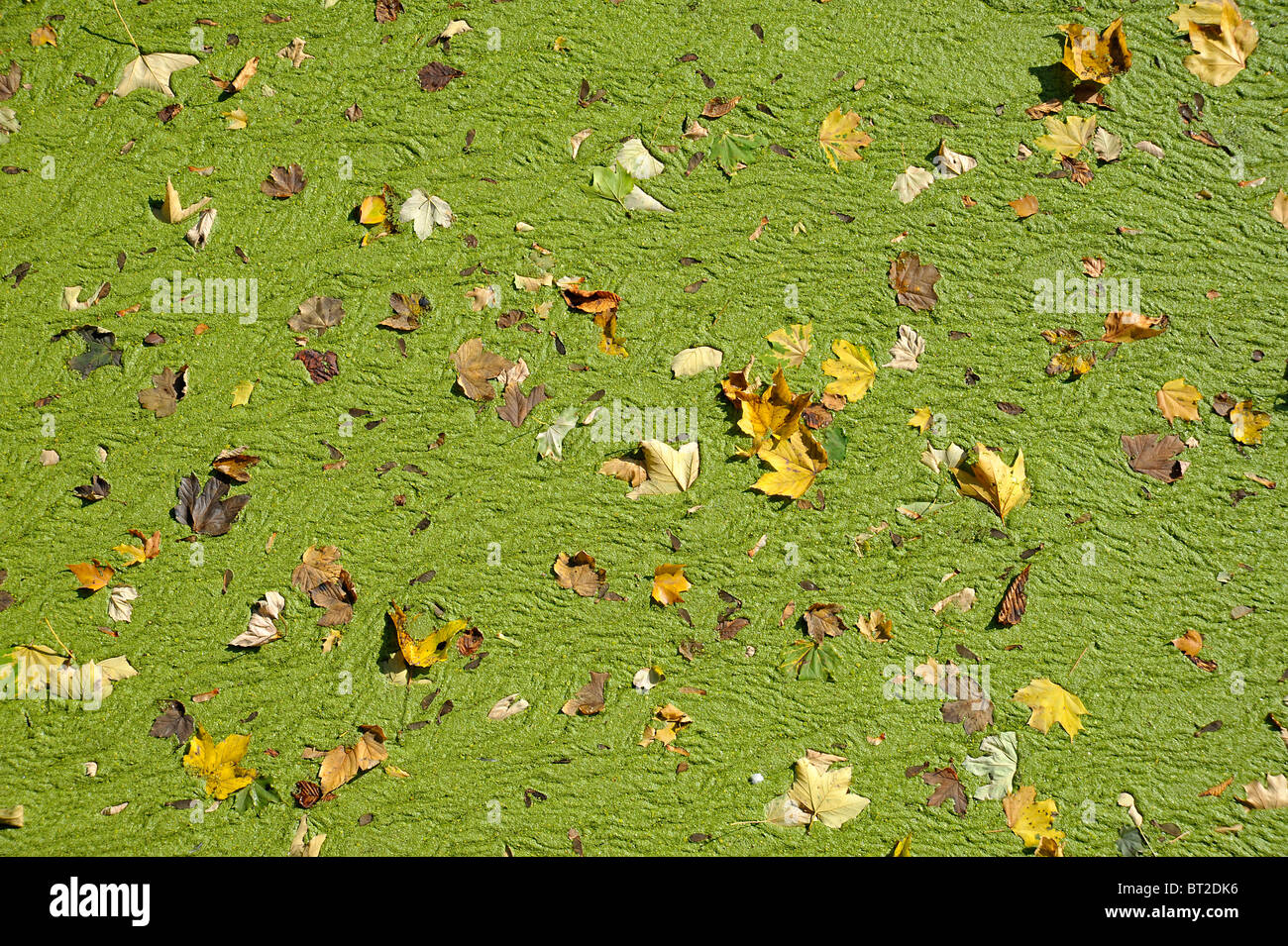 Caduta foglie e alghe verdi raccolti sulla superficie del fiume Foto Stock