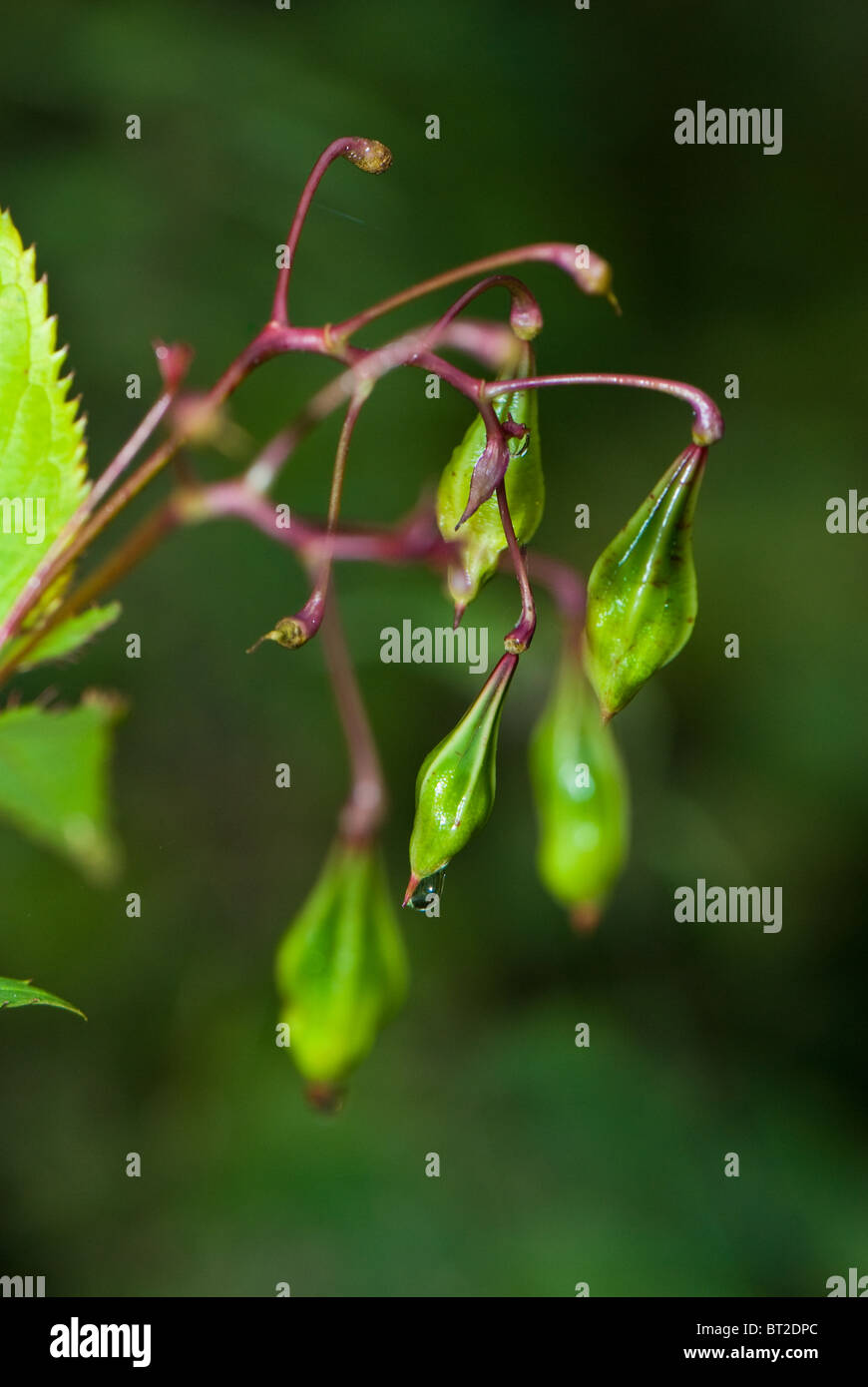 Close-up di Himalayan Balsamina Impatiens glandulifera sementi un pod non native di piante invasive o weed alle isole Britanniche. Foto Stock