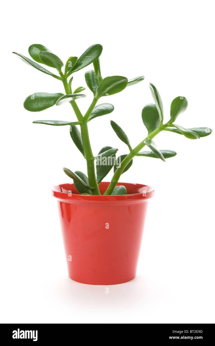 Impianto di Giada Cinese, impianto di gomma Foto Stock