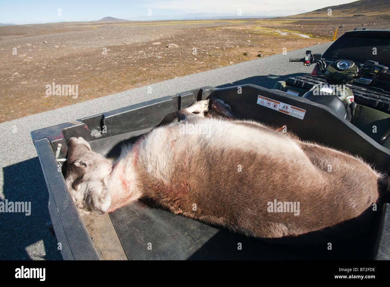 Una Renna sparato da un cacciatore in area Karahnjkar di Vatnajokull, vicino Egilsstadir, Islanda. Foto Stock