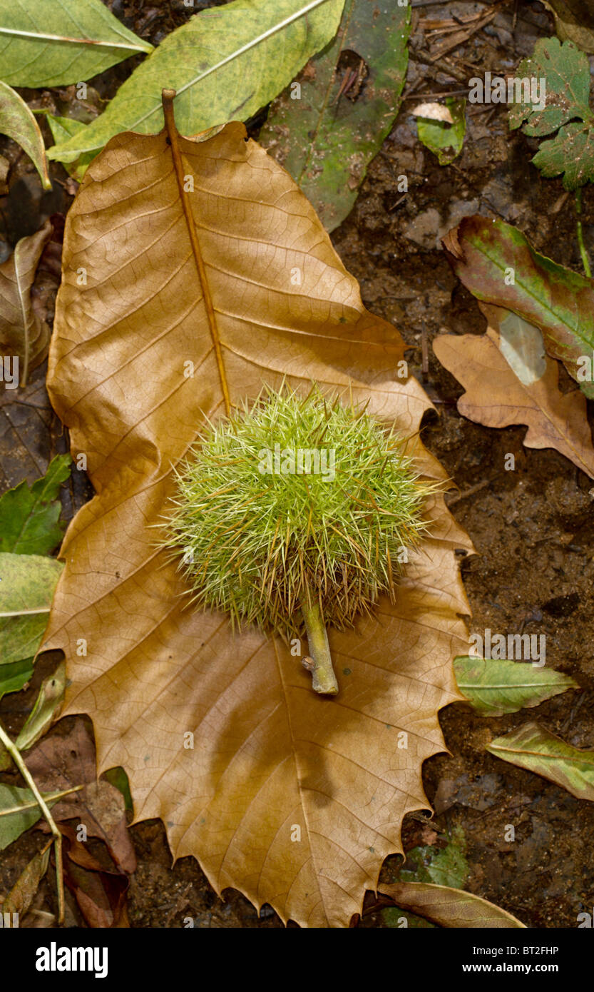 Frutto della dolce castagno (Castanea sativa) giacente su un caduto foglie di castagno Foto Stock