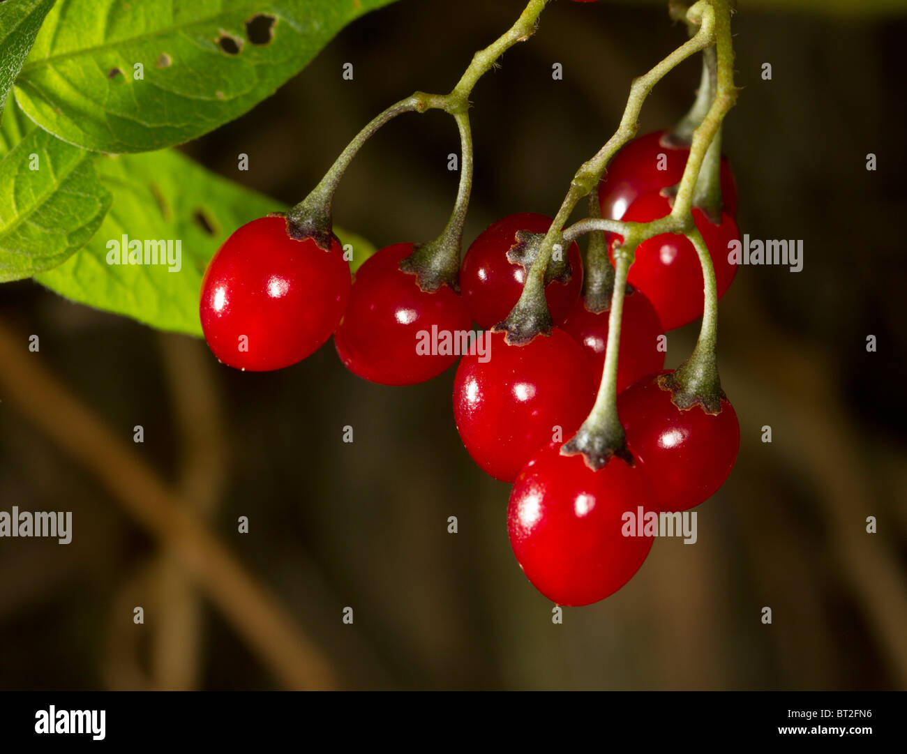 Bacche rosse di woody nightshade (Solanum dulcamara) Foto Stock