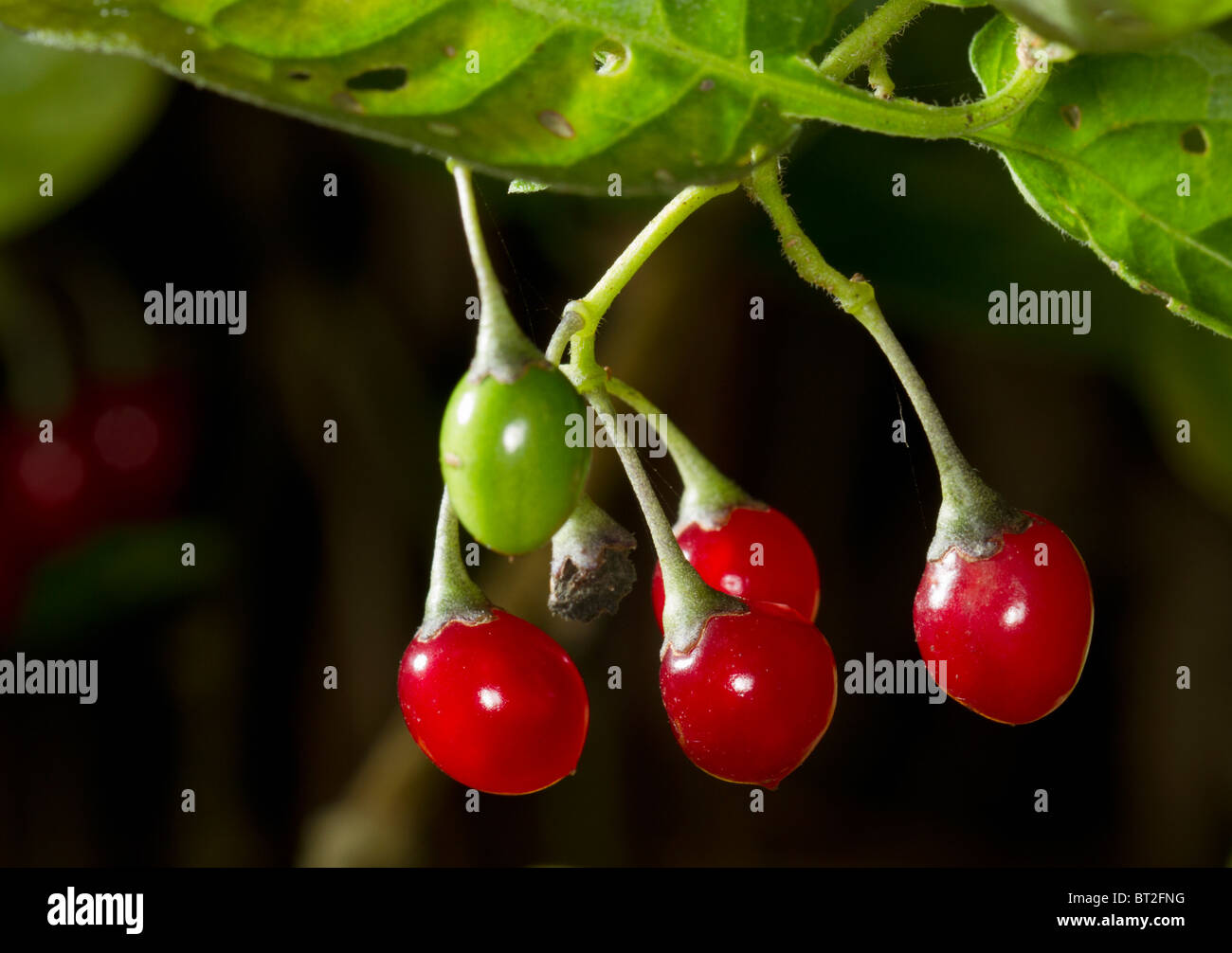 Il rosso e il verde bacche di woody nightshade (Solanum dulcamara) Foto Stock
