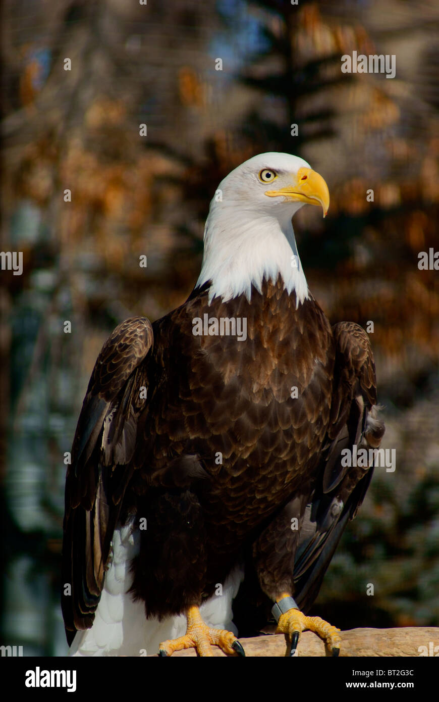 Aquila calva (Haliaeetus leucocephalus) profilo. Accipitrinae. Uccello nazionale degli Stati Uniti d'America. Corpo scuro, giallo curved hook bill e gli occhi Foto Stock