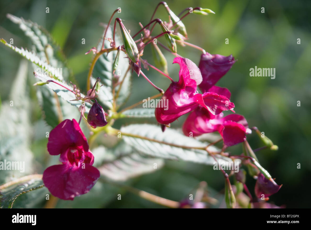 Fioritura di fiori di campo Foto Stock