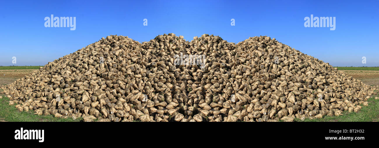 Fotografia panoramica di una barbabietola da zucchero campo Foto Stock