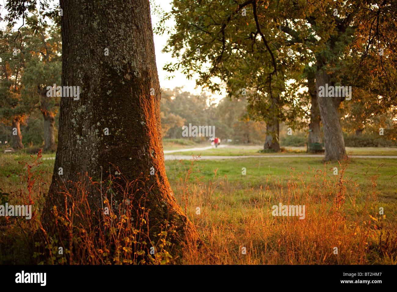 Bosque de robles al atardecer Burgos Castilla Leon España foresta di querce al crepuscolo Burgos Spagna Castilla Leon Foto Stock