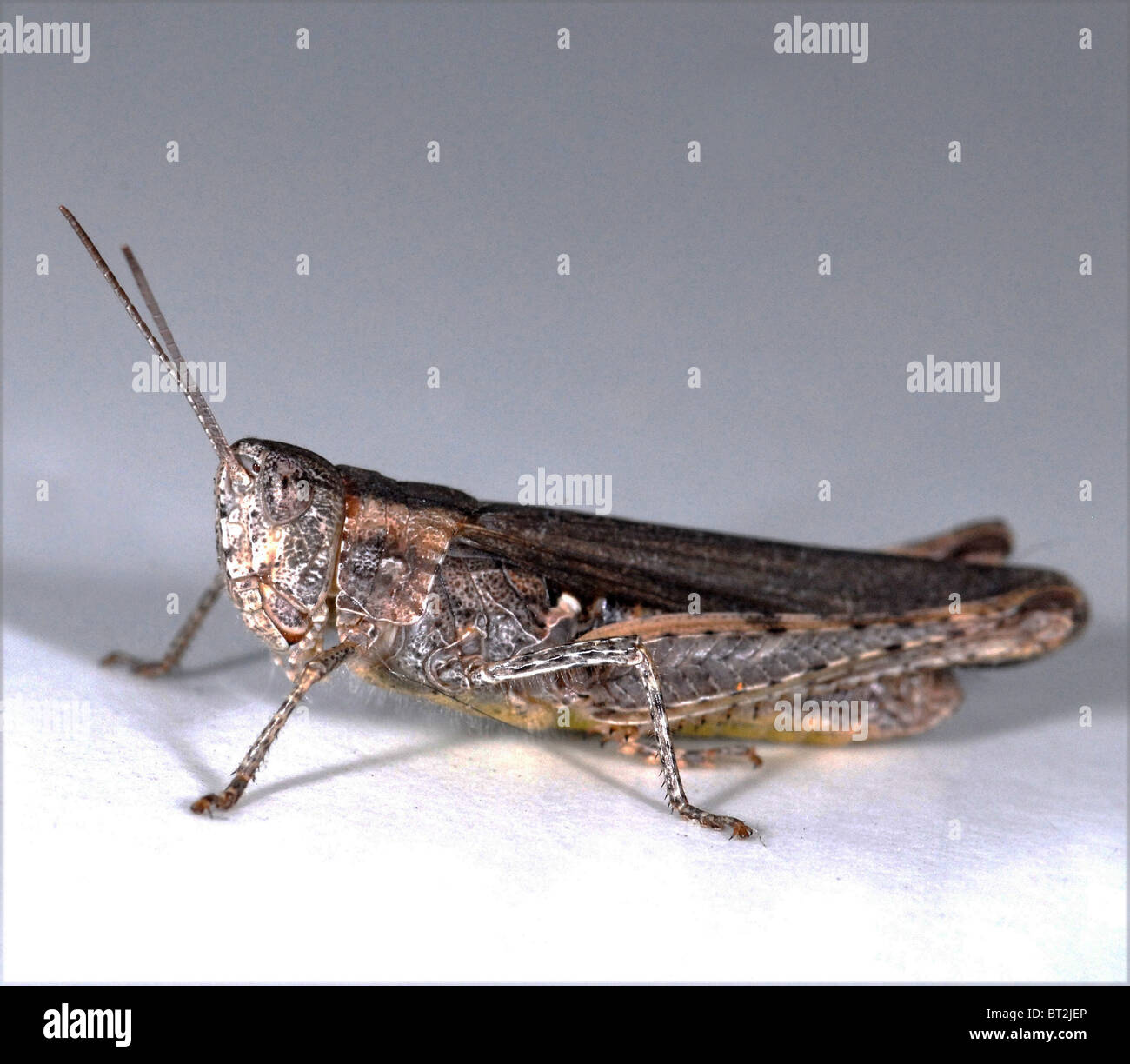 Questo è il campo comune grasshopper (Chorthippus brunneus) una innocua creatura comune nel sud dell'Inghilterra Foto Stock