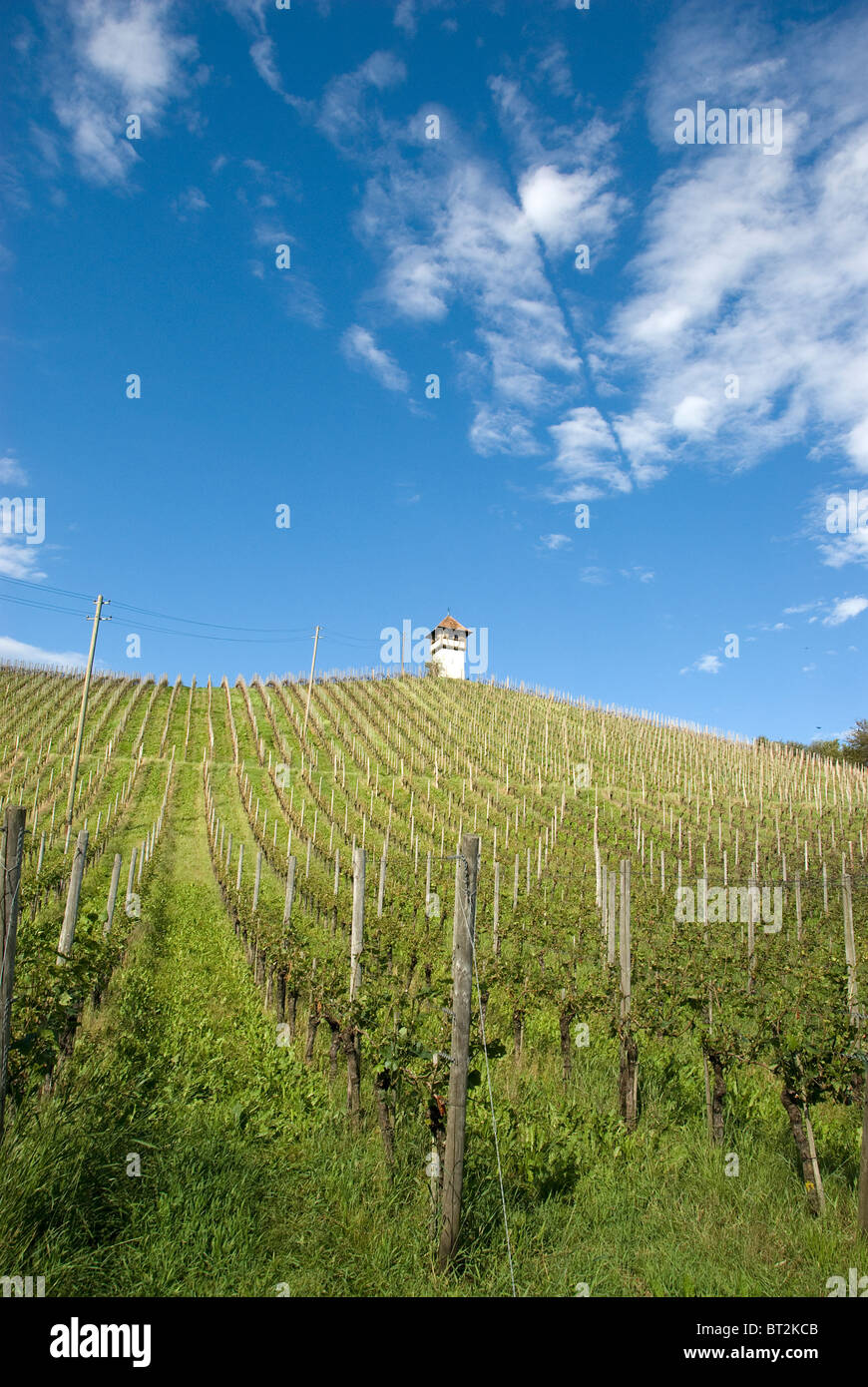 Vigneto con cielo blu e alcune piccole nuvole Foto Stock