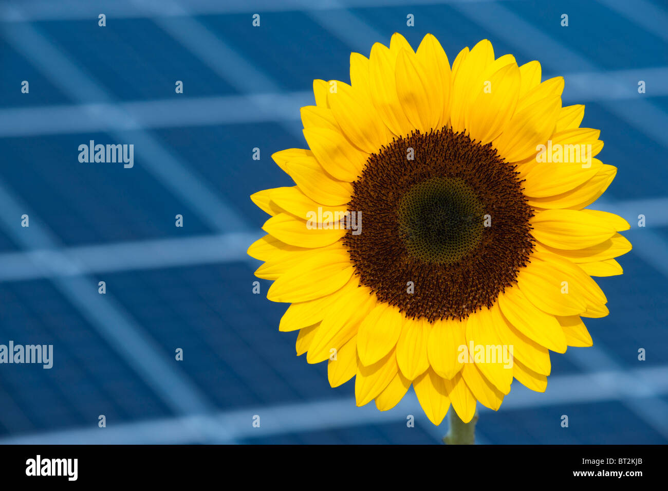 Sun Flower e pannello solare come simbolo per recupero di energia solare Foto Stock