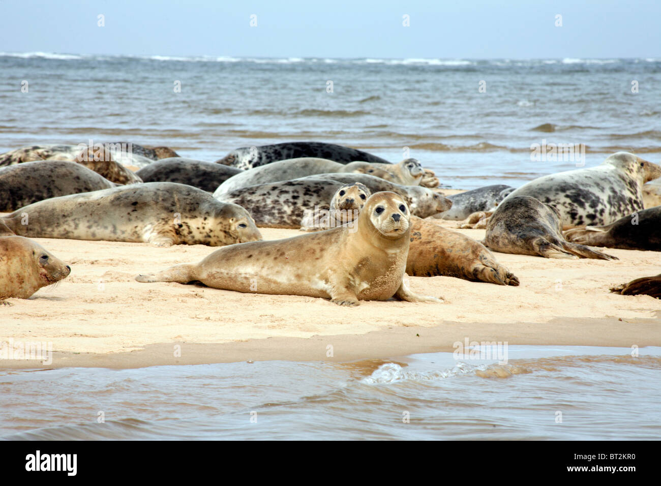 Foche grigie comuni (Halichoerus grypus) su una barra di sabbia alla foce di Blakeney Harbour, Norfolk, Inghilterra Foto Stock