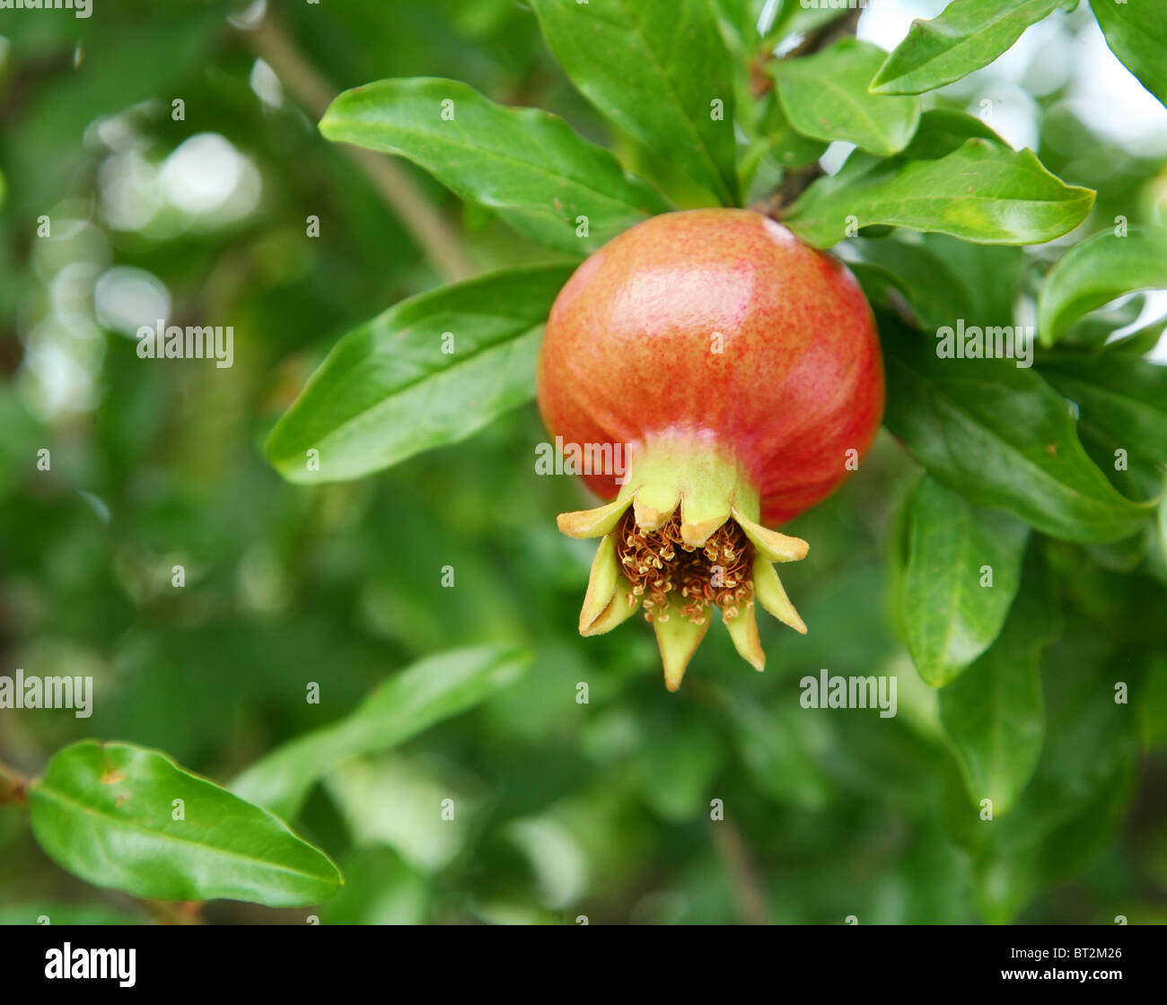 La succursale con melograno. Immagine ravvicinata. Foto Stock