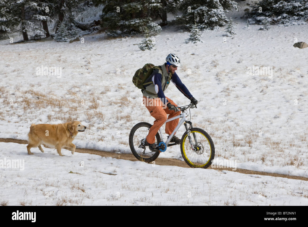 Il Golden Retriever cane a seguito di una mountain biker cavalcando attraverso la fresca neve autunno, Monarch Crest Trail, Colorado, STATI UNITI D'AMERICA Foto Stock