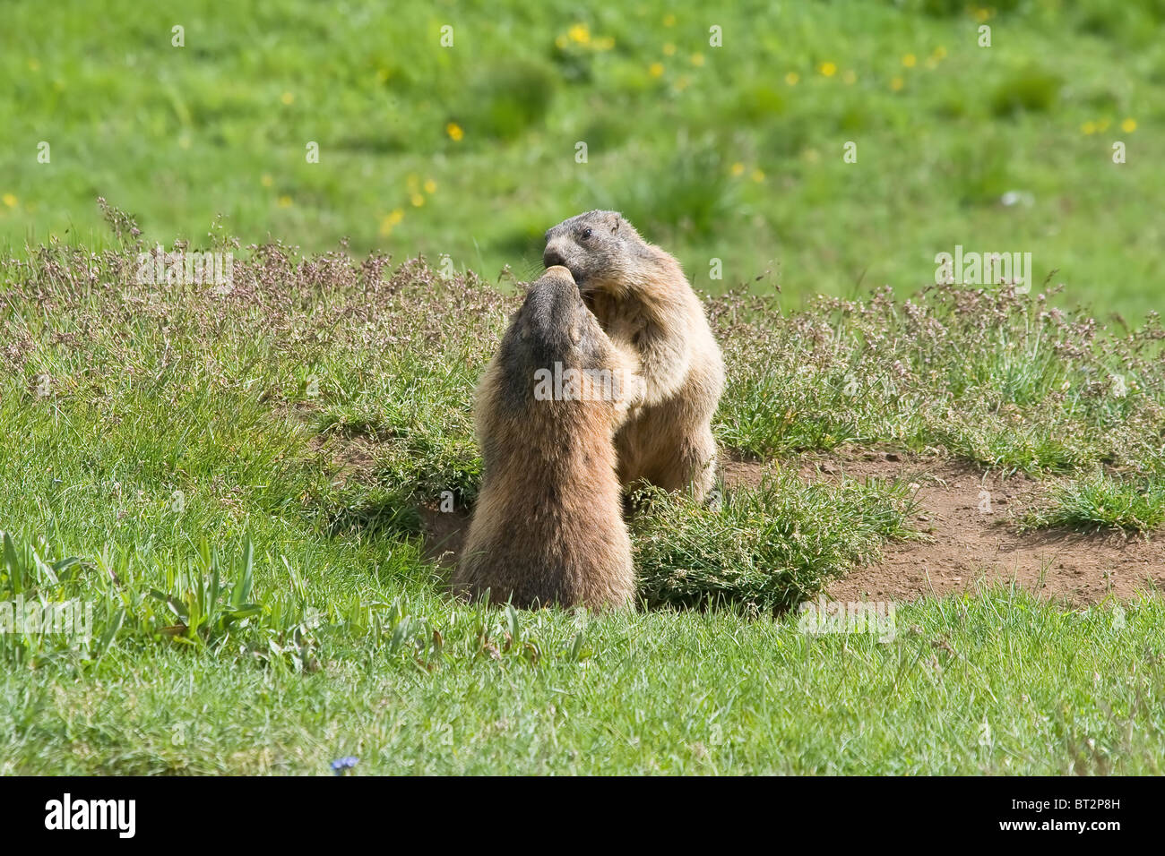 Due marmotte lotta e kiss in un prato verde nelle Dolomiti italiane Foto Stock