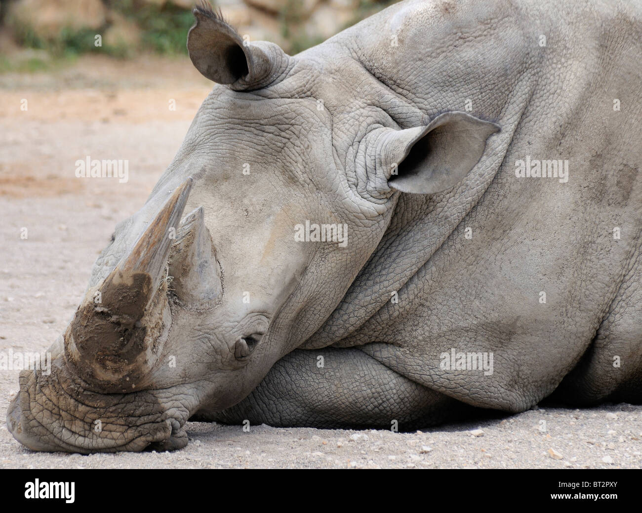 Rinoceronte bianco del sud - Ceratotherium simum simum Foto Stock