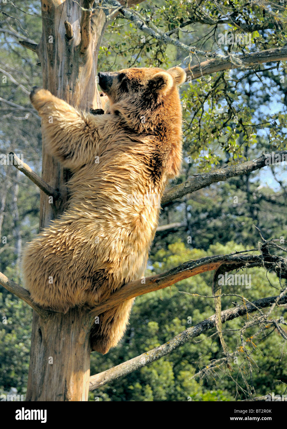 Orso Grizzly (Ursus arctos horribilis) che sale su un albero in un'area boschiva, mostrando forza, equilibrio e una folta pelliccia marrone-dorata contro una ba boschiva Foto Stock
