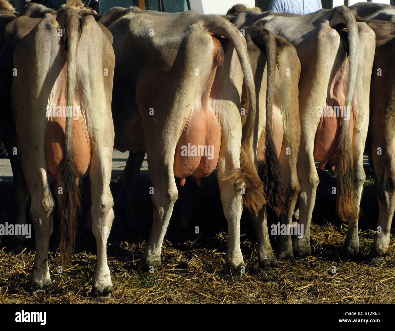 latte le mucche mammella Foto Stock