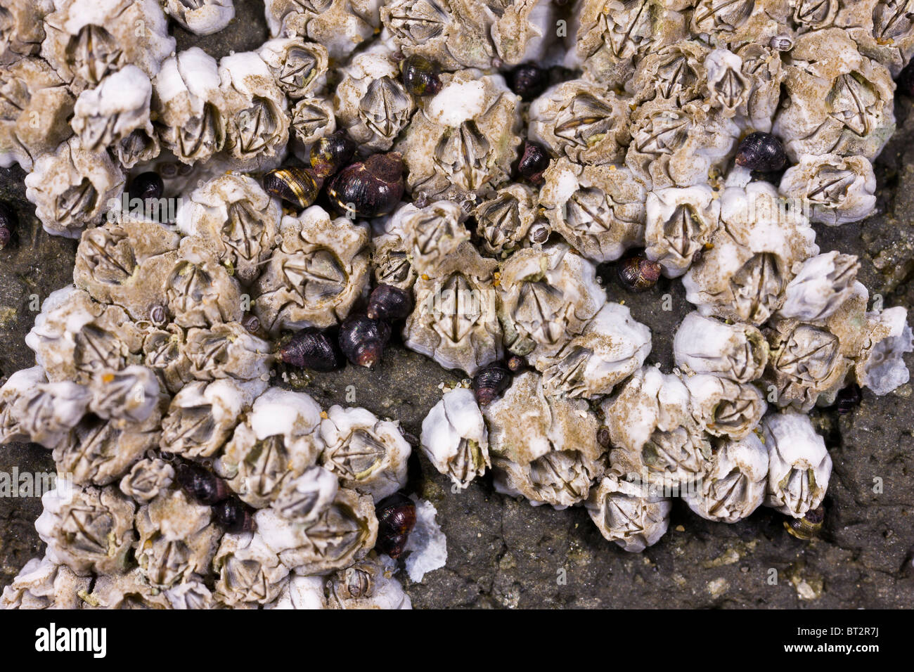 CAPE PERPETUA SCENIC AREA, OREGON, Stati Uniti d'America - cirripedi sulla roccia alla spiaggia. Foto Stock
