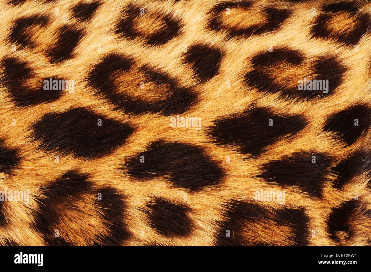 Vera pelle di Leopard Foto Stock