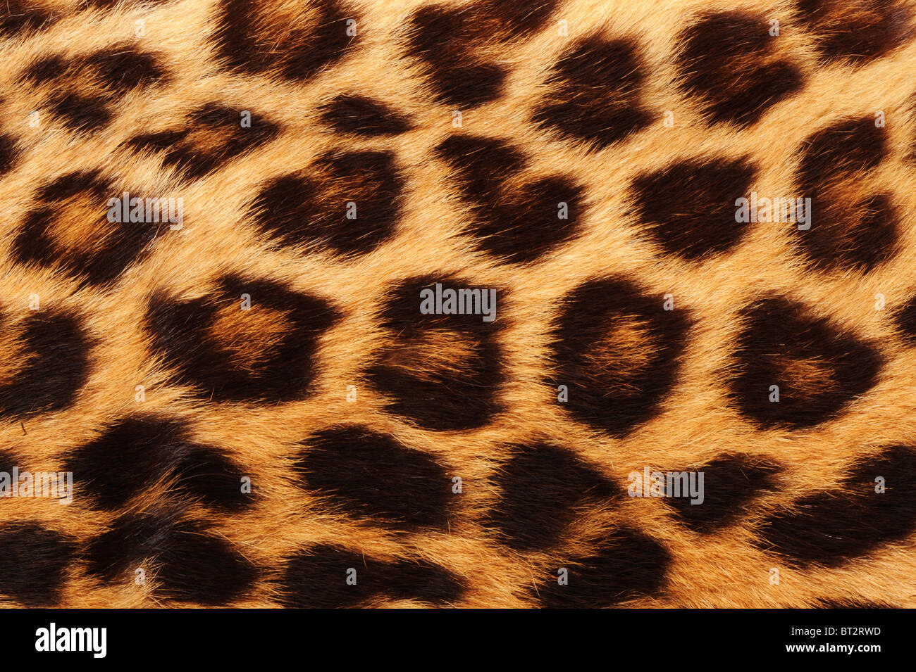 Vera pelle di Leopard Foto Stock