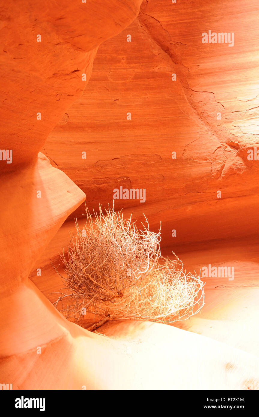 Antelope Canyon, Pagina, Arizona, Stati Uniti d'America Foto Stock