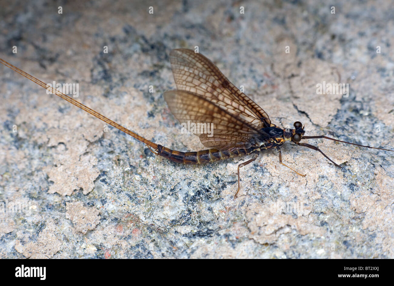 Giorno-fly seduto su una pietra costiera Foto Stock