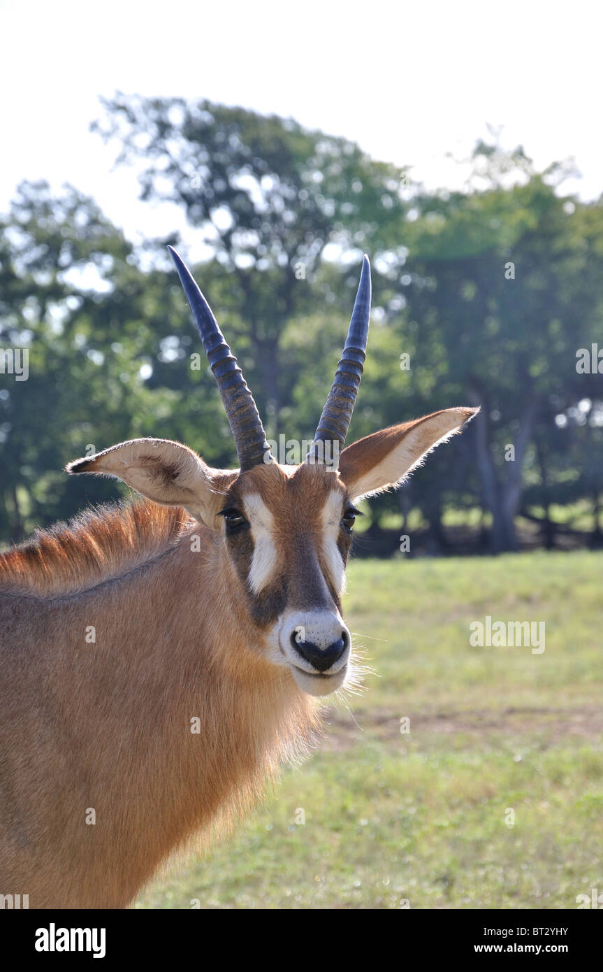 Hippotragus Bluebuck antelope Foto Stock