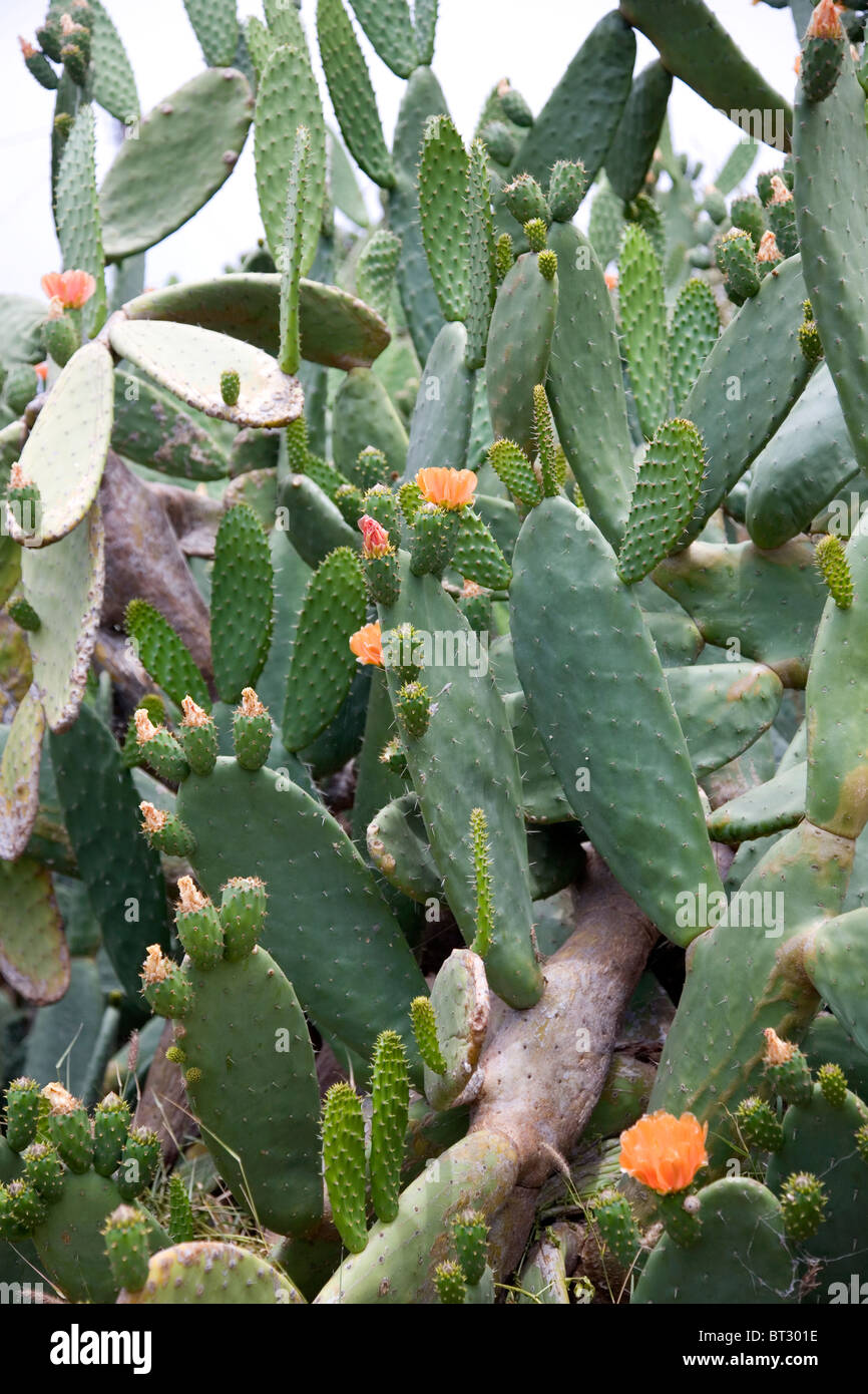 Ficodindia Cactus Foto Stock