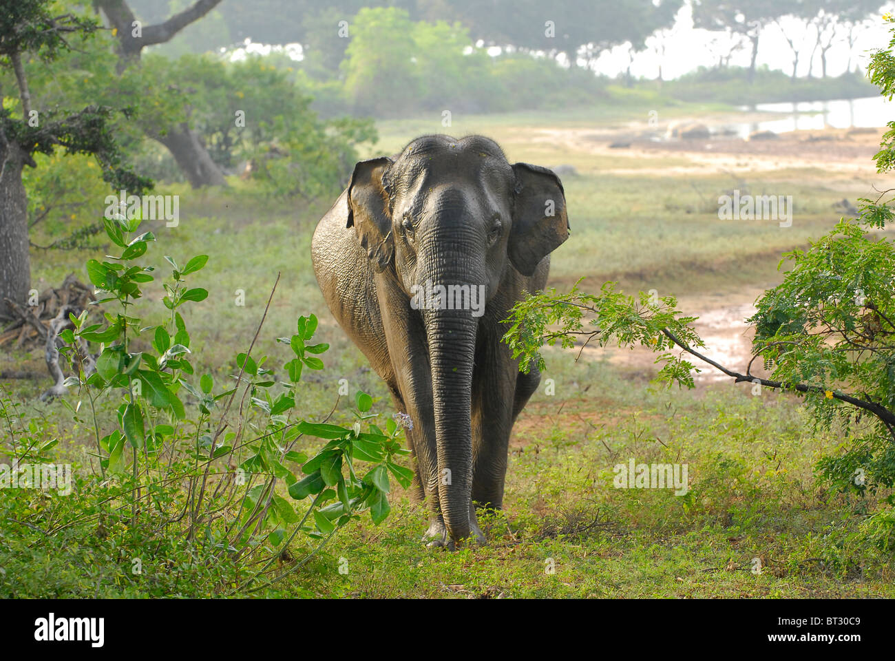 Giovane maschio elephant emerge nelle prime ore del mattino Foto Stock