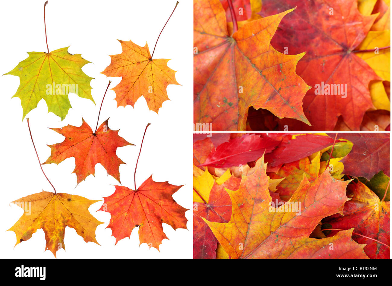 Autunno bello e mite Maple Leafs collage Foto Stock
