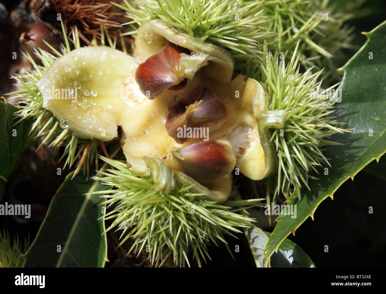Dolce di castagne, castanea sativa nel guscio su una struttura ad albero Foto Stock