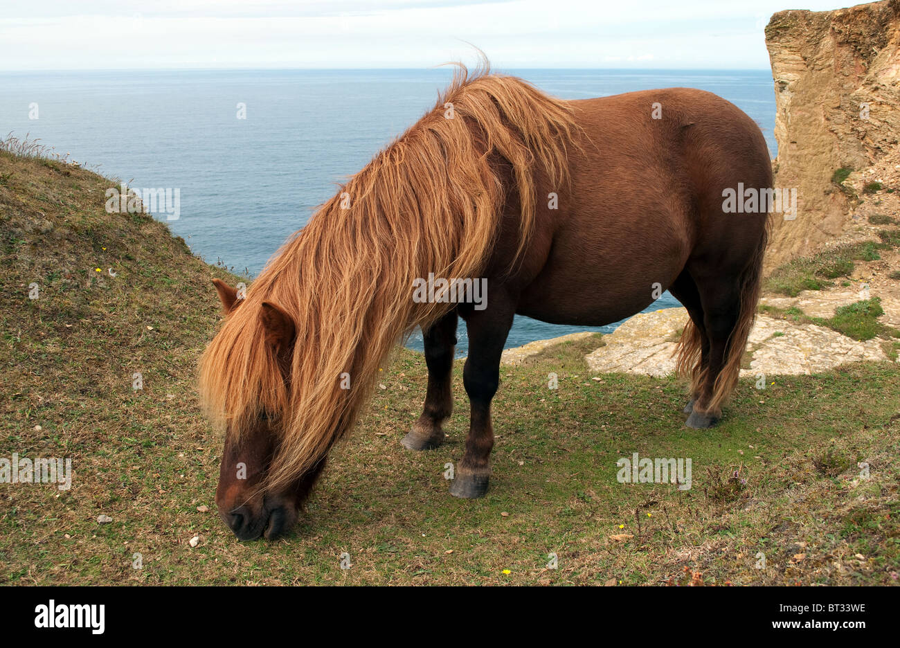 Un pony Shetland di pascolare su rupi costiere vicino a portreath in cornwall, Regno Unito Foto Stock