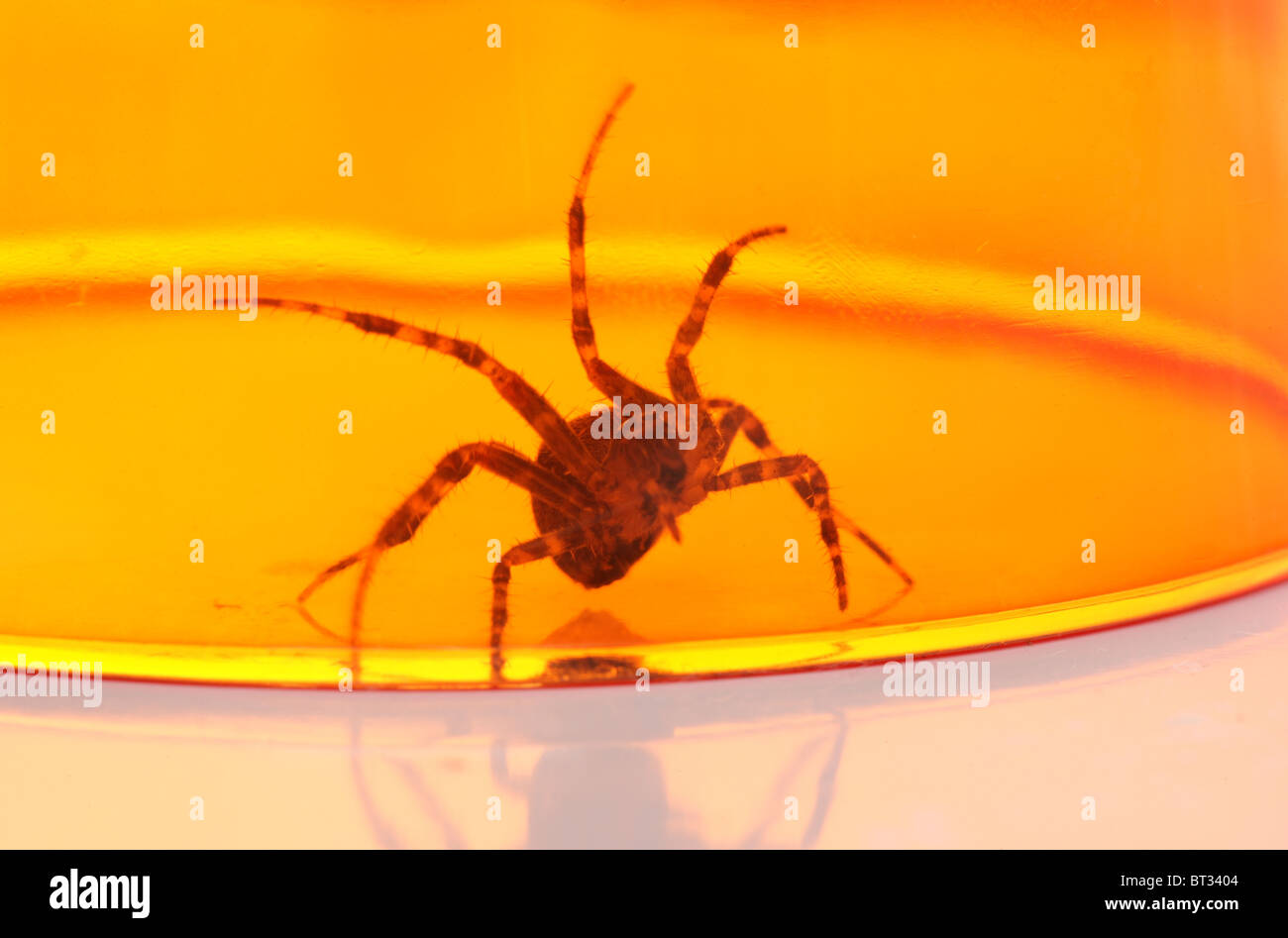 Giardino spider Araneus diadematus singolo adulto intrappolato sotto un vetro in studio REGNO UNITO Foto Stock