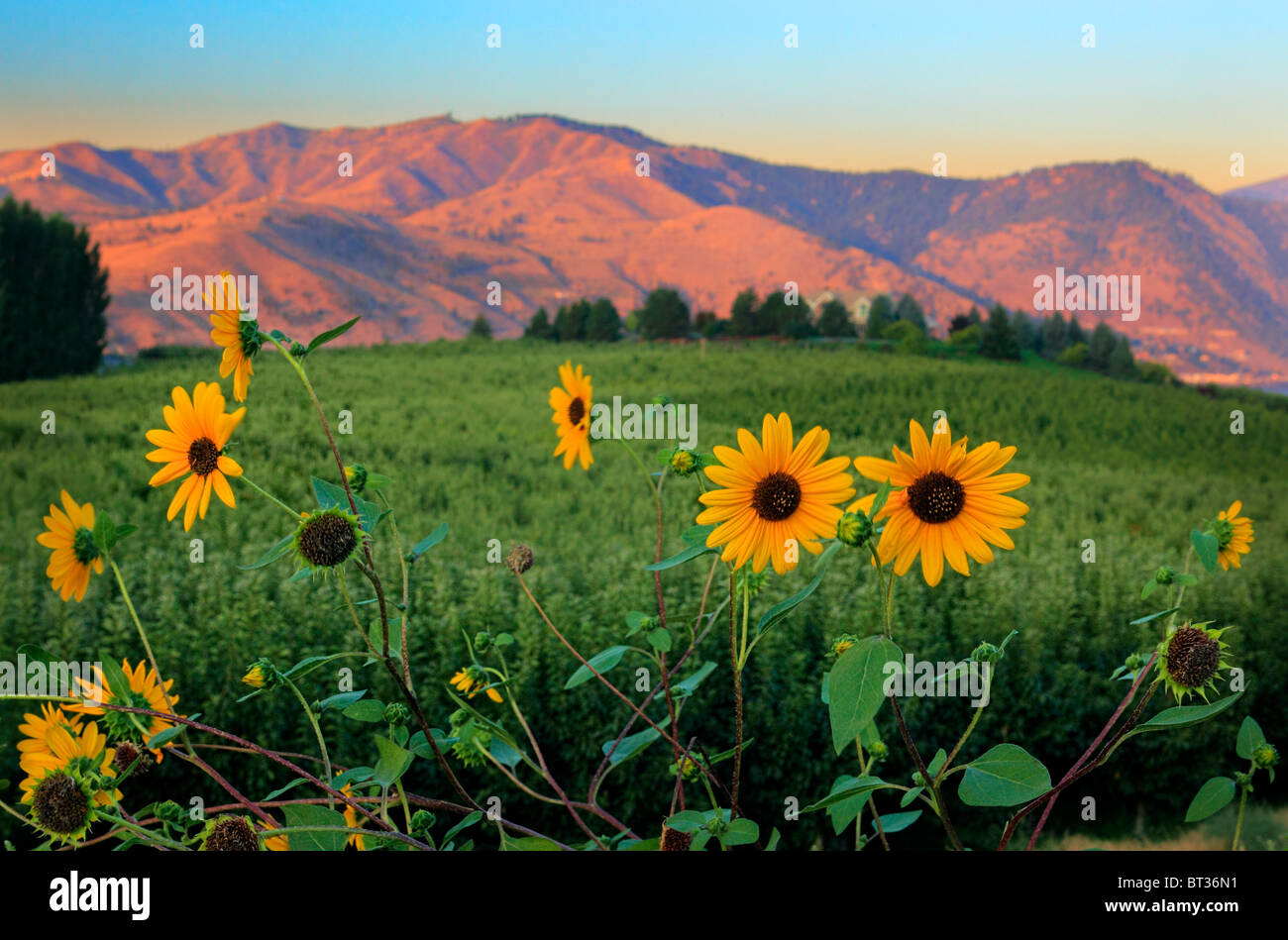 Girasoli vicino al lago Chelan in stato di Washington orientale Foto Stock