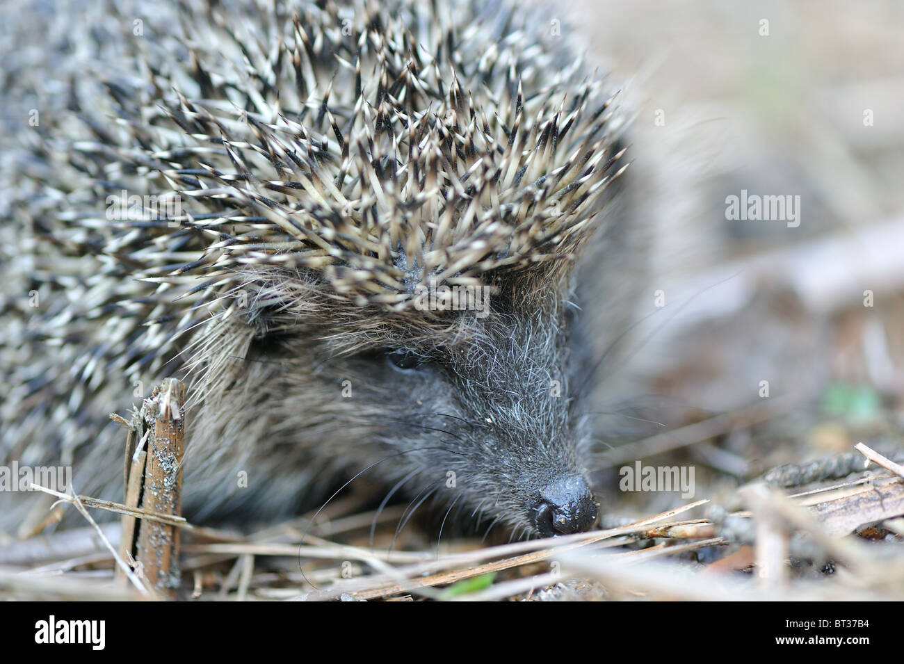 Western European riccio (Erinaceus europaeus) - Ritratto Foto Stock