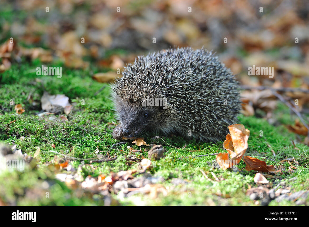 Western European riccio (Erinaceus europaeus) mangiare una lumaca Foto Stock