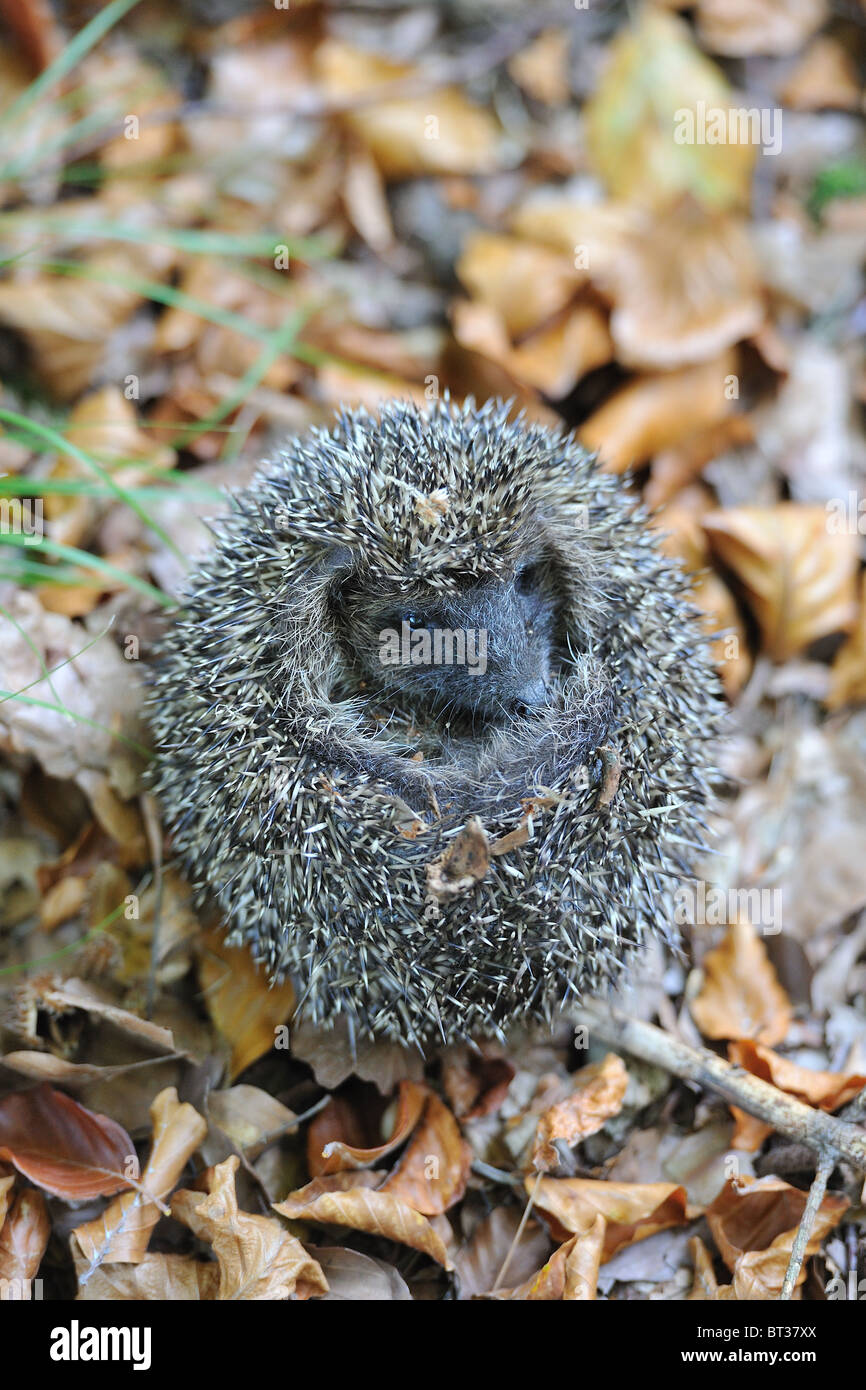 Western European riccio (Erinaceus europaeus) lo svolgimento stesso Foto Stock