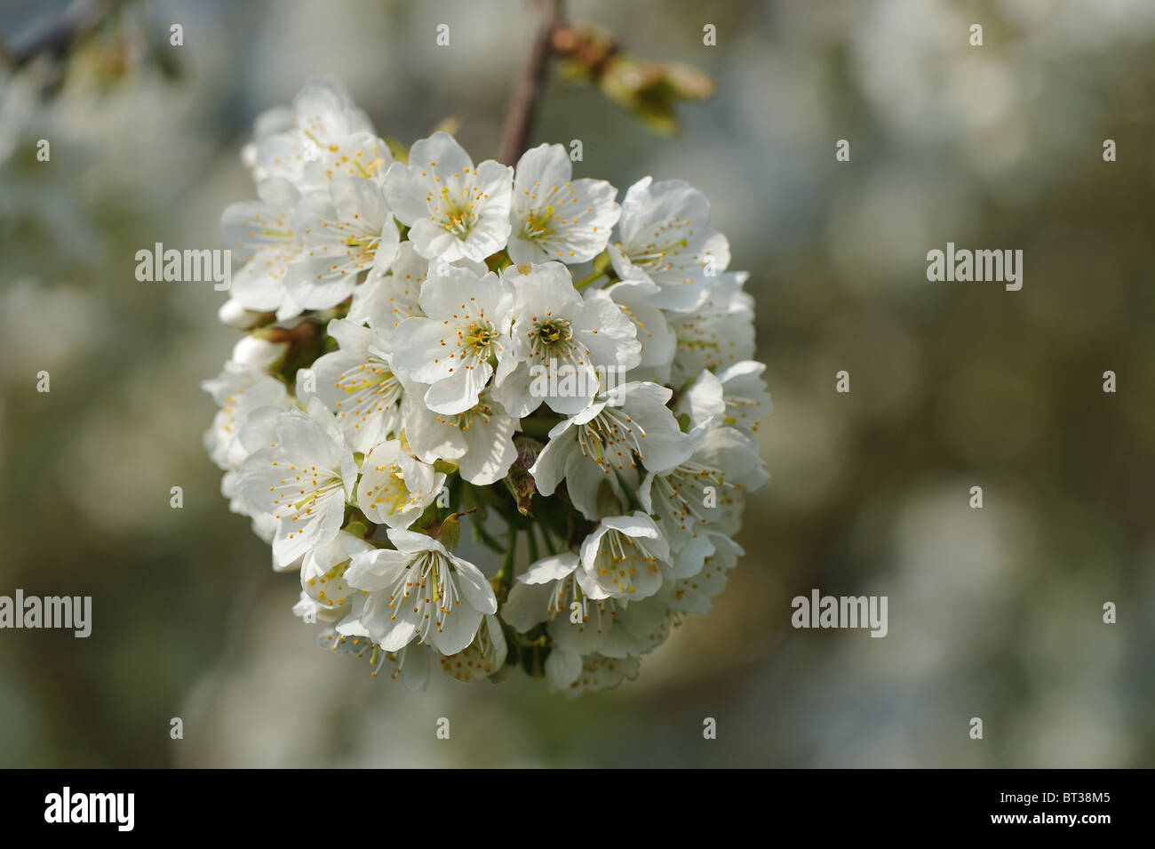 Il Ciliegio - ciliegio - ciliegio dolce (Prunus avium) fioritura a inizio primavera Foto Stock