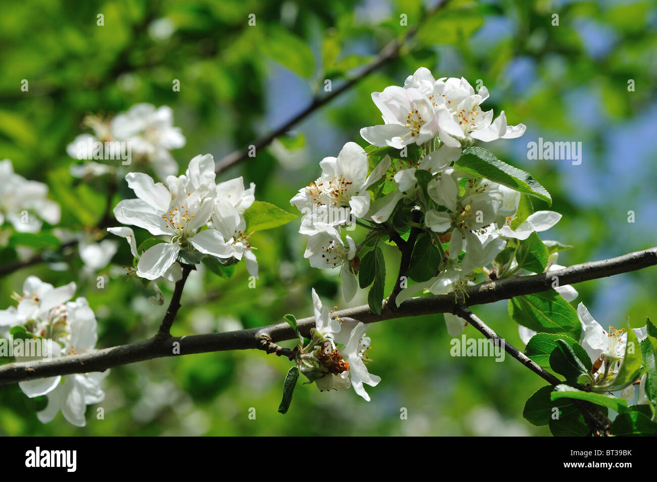 Crab Apple tree - Unione mela selvatica tree (Malus sylvestris) in fiore a molla Foto Stock