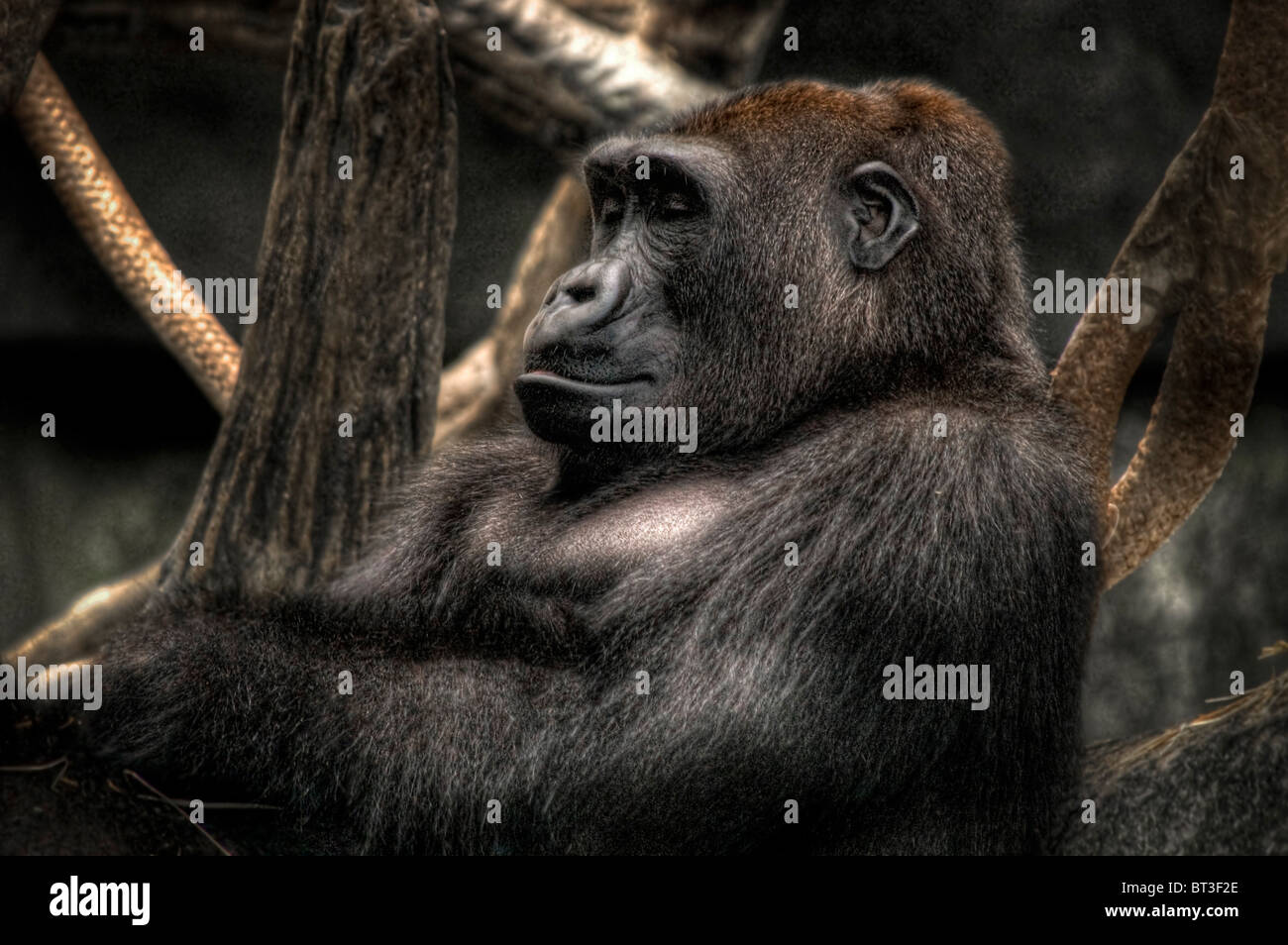 Sleeping Gorilla in zoo Foto Stock