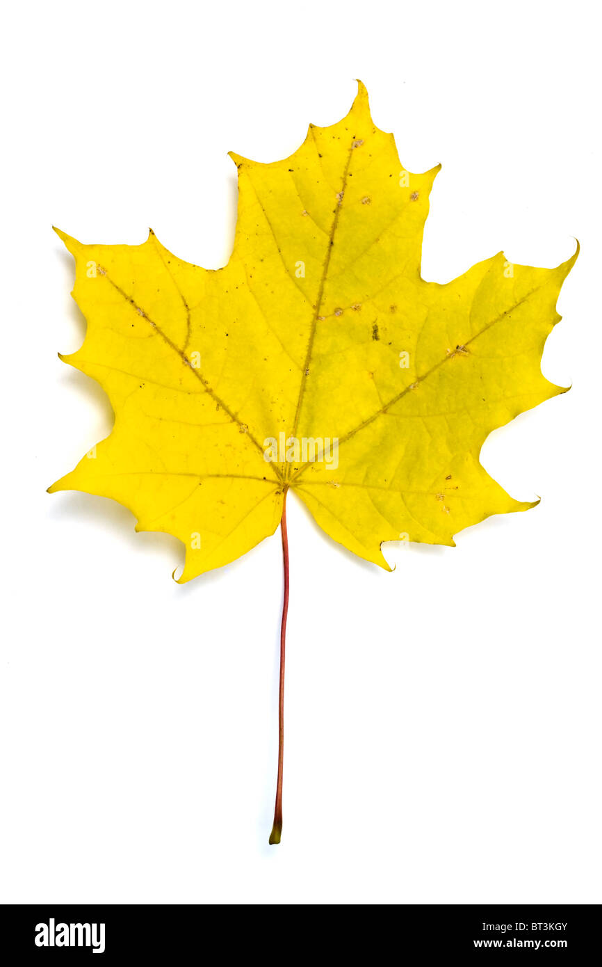 Giallo autunno Foglia di acero isolato su sfondo bianco Foto Stock
