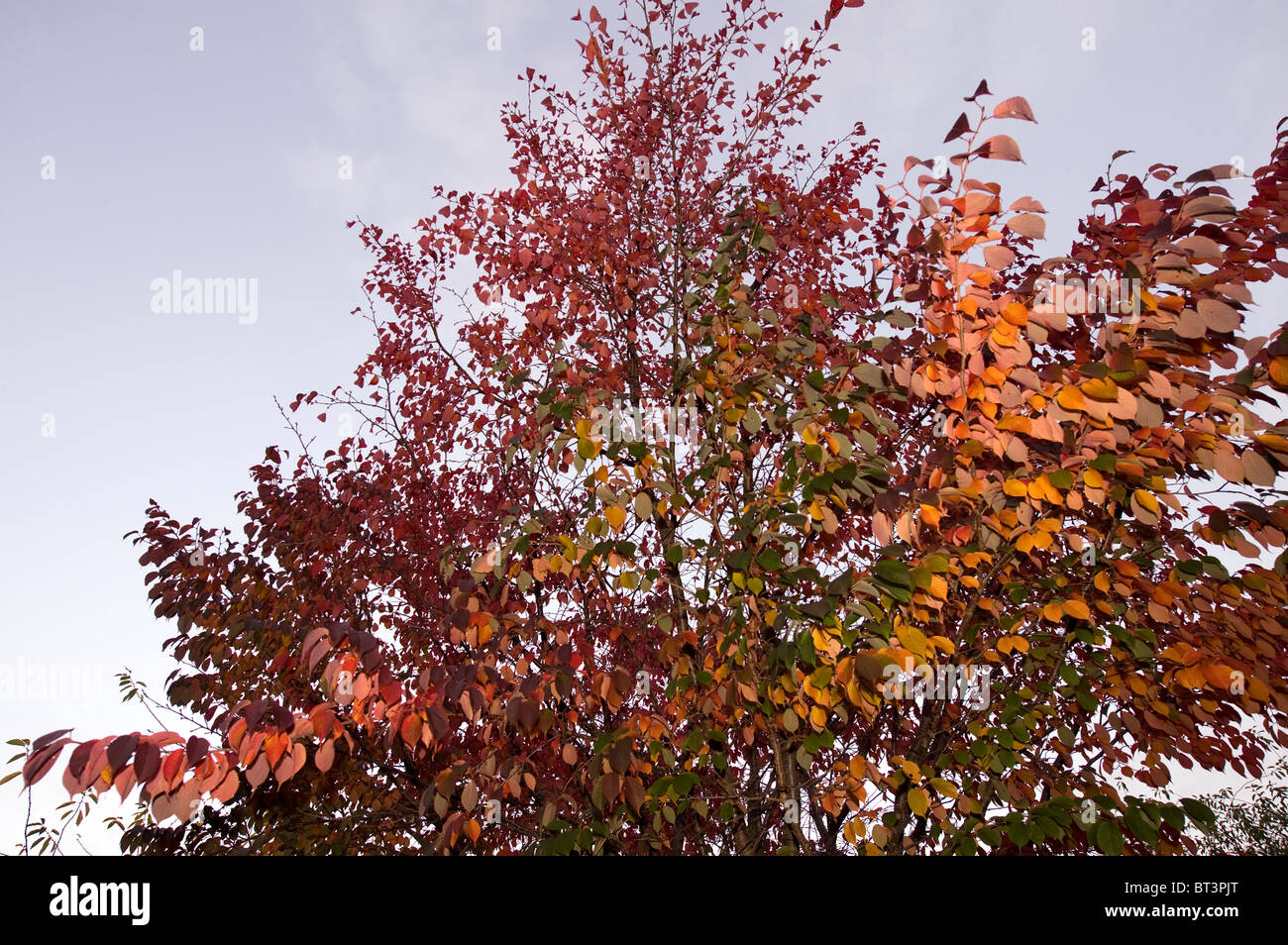 Albero colorato in autunno Foto Stock