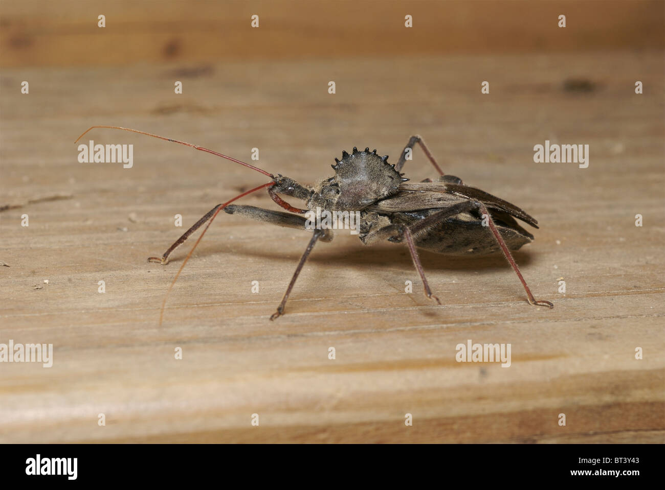 Arilus cristatus, è anche noto come bug di ruota a causa della ruota  dentata protuberanza sagomata sul suo retro Foto stock - Alamy