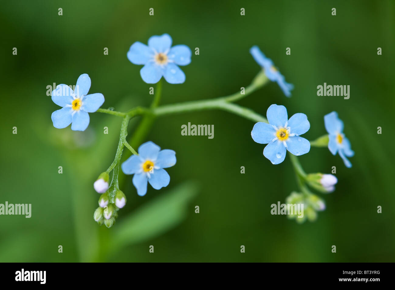 Macro di fiori blu close up Foto Stock