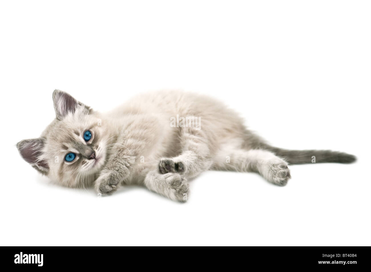 Kitten isolati su sfondo bianco Foto Stock