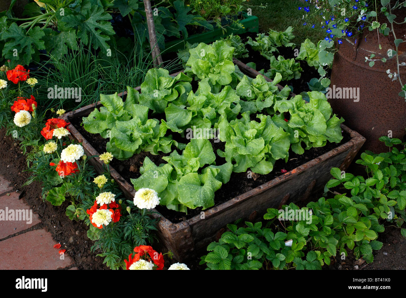 Una vista in dettaglio di un giardino commestibile con lattuga e fiori Foto Stock