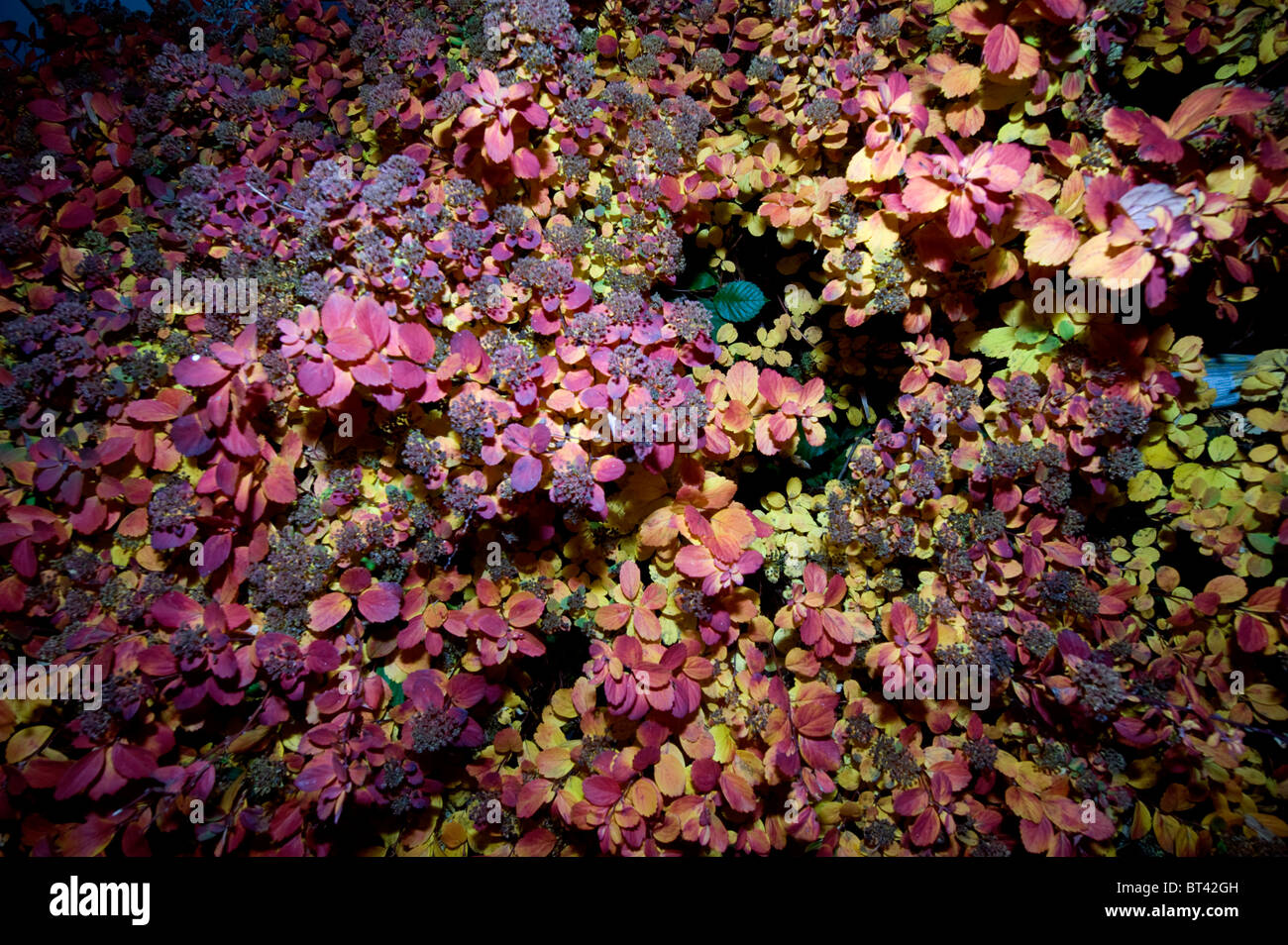 Albero colorato in autunno Foto Stock