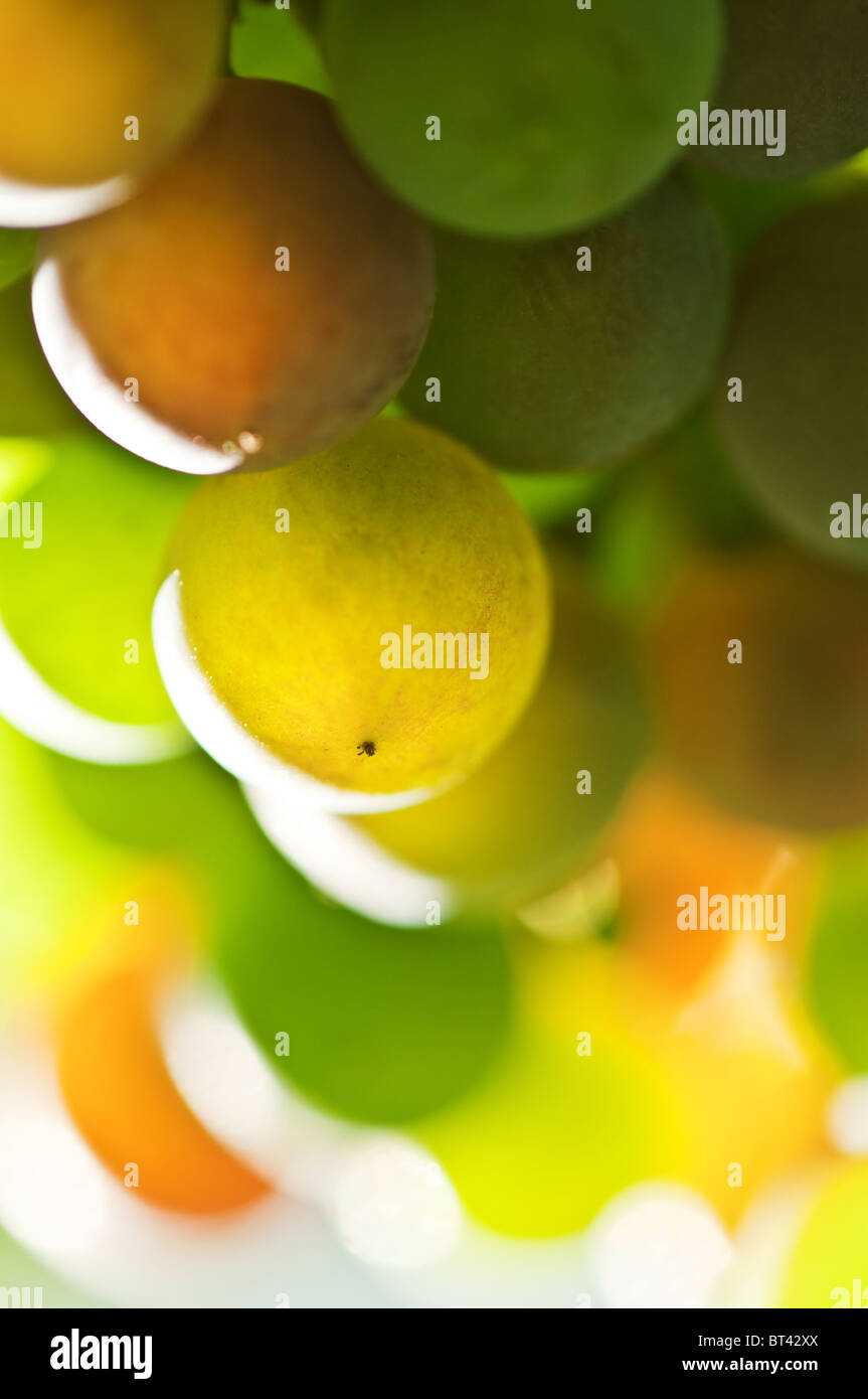 Multi uva colorati close up Foto Stock