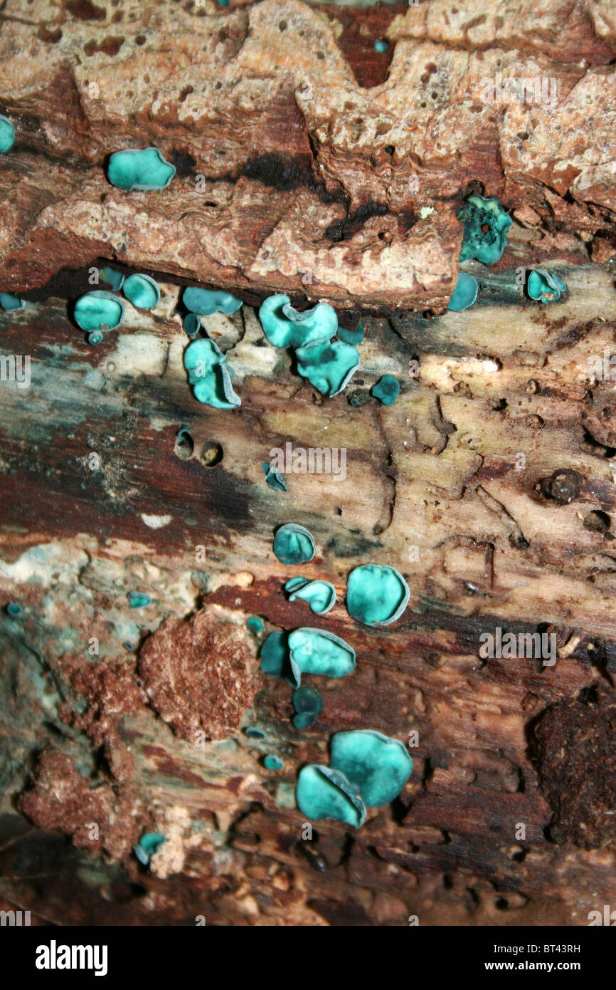 Green Elfcup Chlorociboria aeruginascens prese a camere agriturismo legno, Lincolnshire, Regno Unito Foto Stock